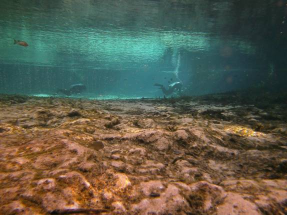 O belo rio de águas transparentes em Ginnie Springs, na Flórida, nos Estados Unidos